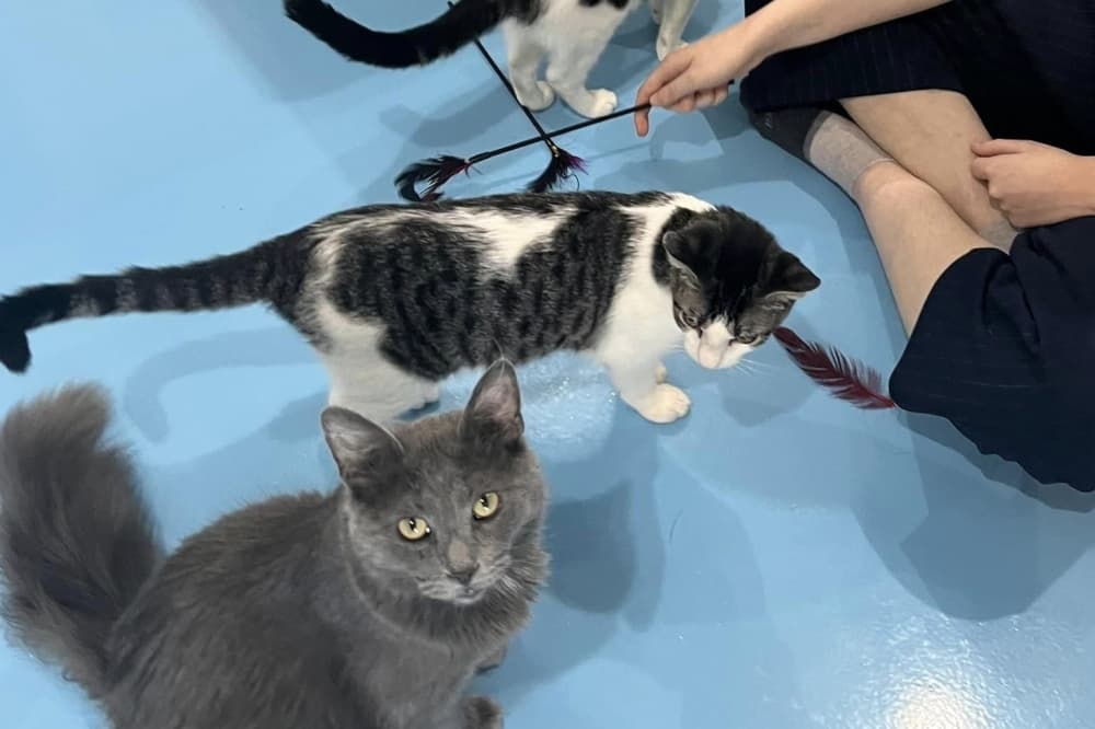 Pearland's first cat cafe opens