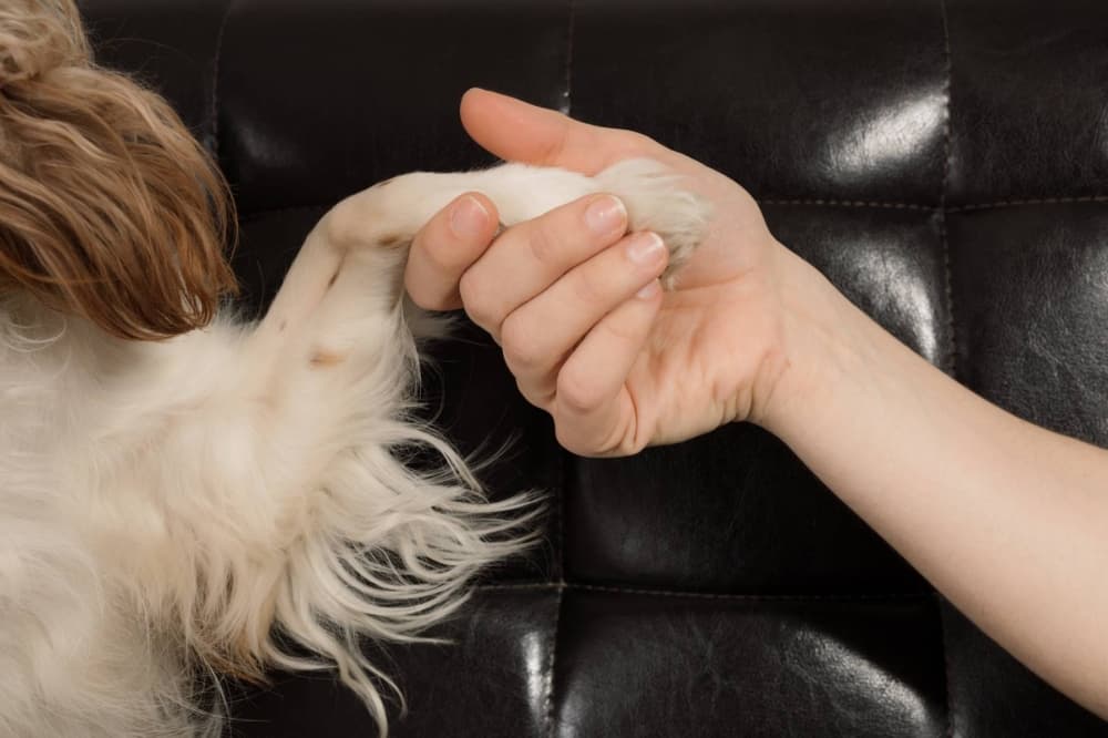 Vetted offers veterinary services in Colleyville