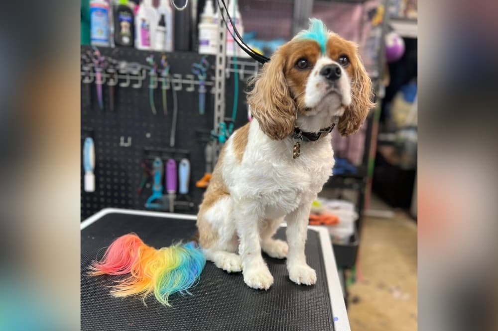 Image shows a dog with rainbow-colored hair.