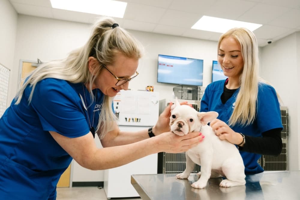 CityVet to bring veterinarian services to Castle Hills