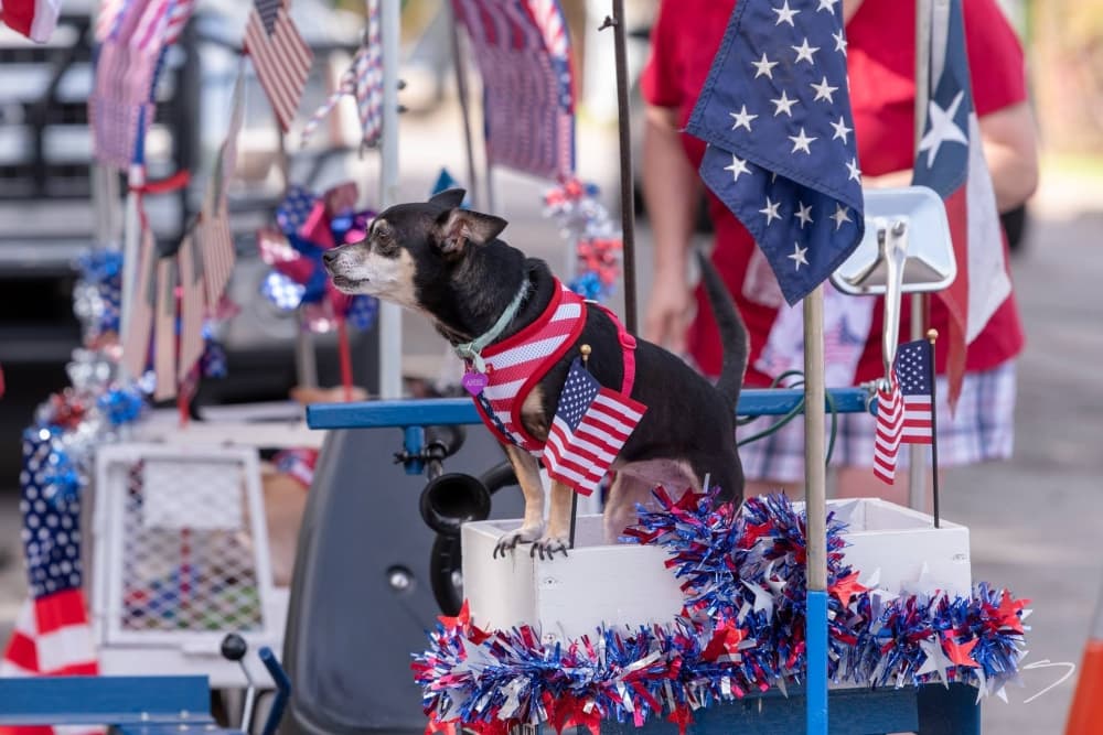 An image of a small dog wearing an American flag riding in a cart decorated for the Fourth of July parade. 