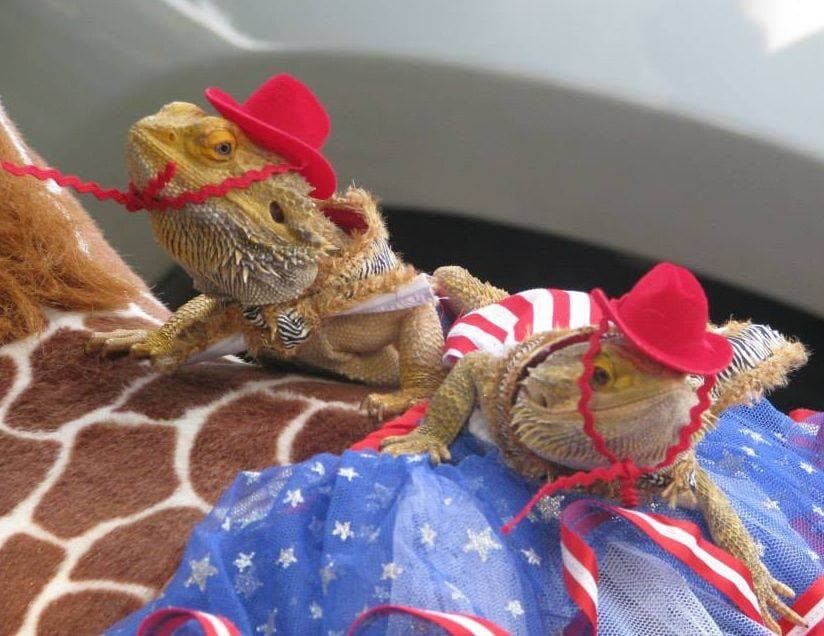Reptiles wearing red cowbow hats and red and white striped pants sit on top of a stuffed giraffe in a previous parade.