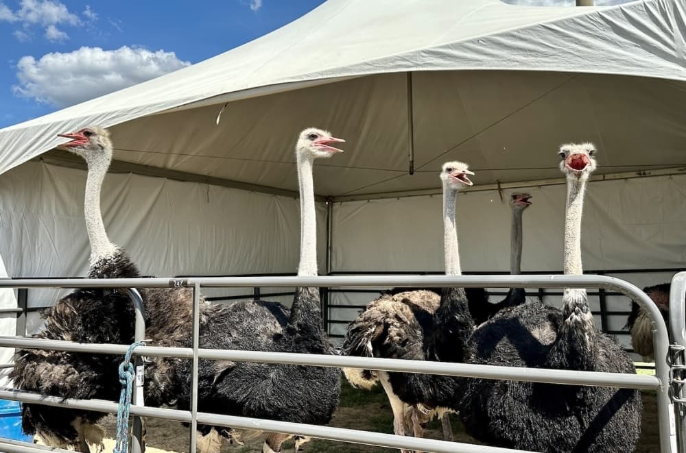 Image shows a group of ostriches. 