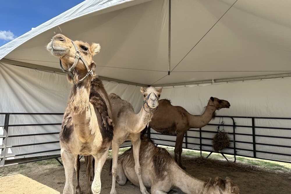 Image shows a group of camels.