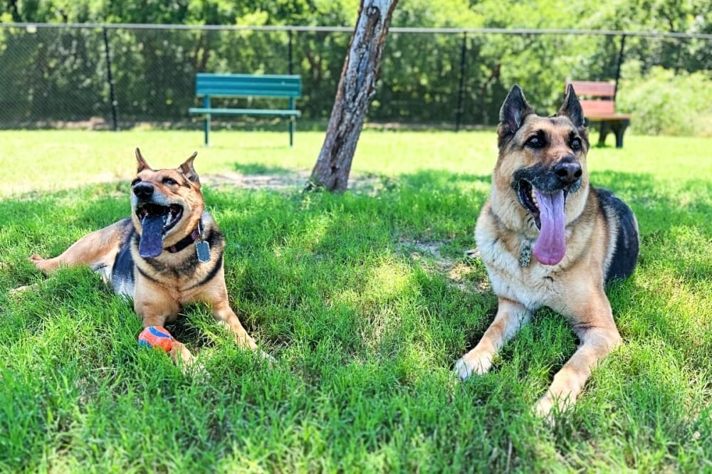 K-9 Pointe Dog Park reopens in Keller after renovations