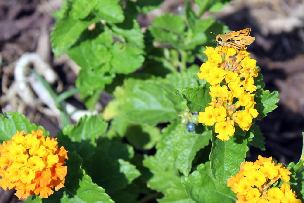 Audrey Quezada Butterfly Garden offers respite in Lewisville