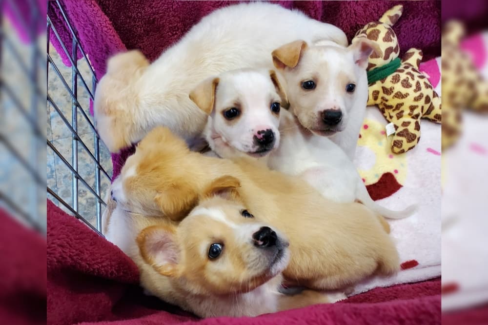 Universal City Animal Care and Control "Empty the Shelter" event to be held July 8-31