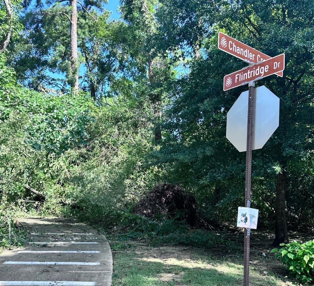 a tree down