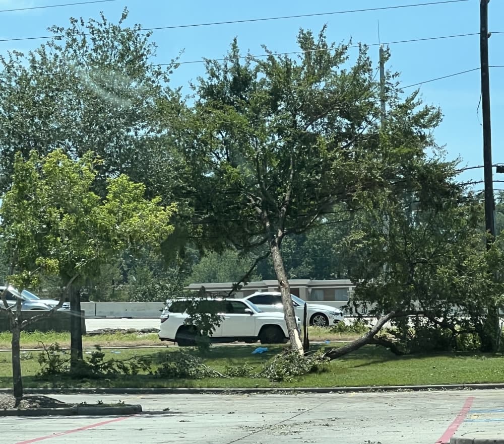 Tree down on highway