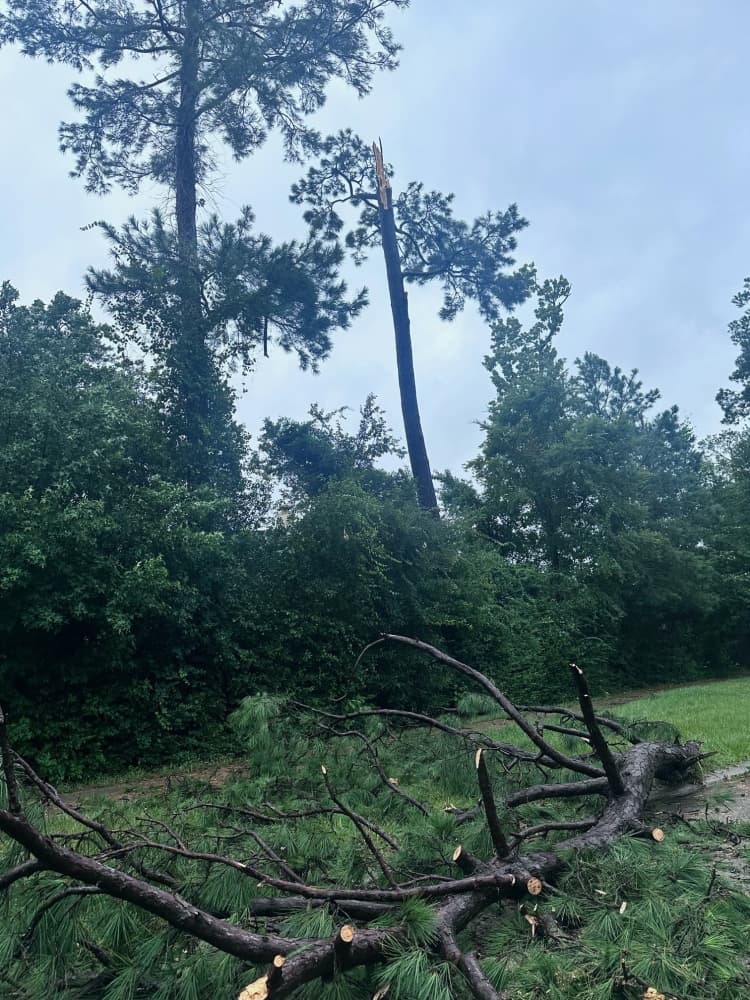 downed trees