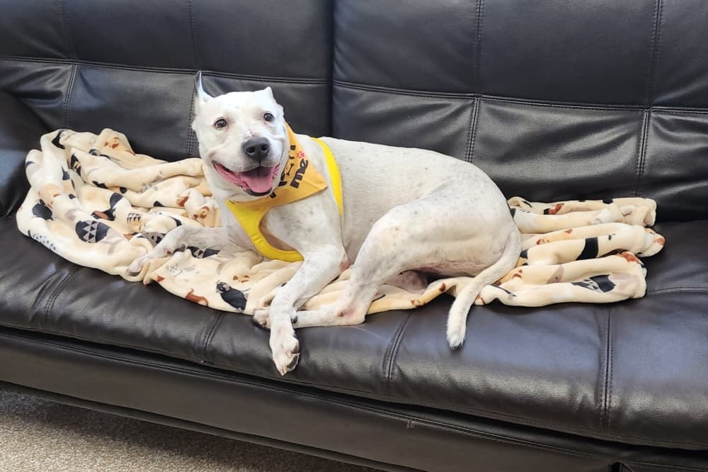 Live Oak Animal Control recognized as no-kill shelter