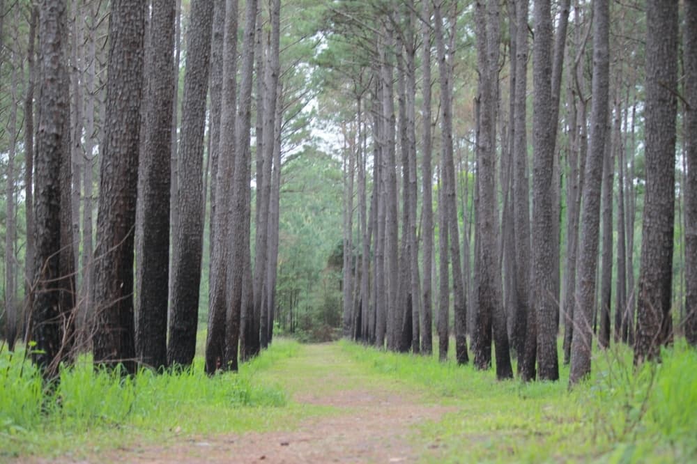 W.G. Jones State Forest closes temporarily following Hurricane Beryl