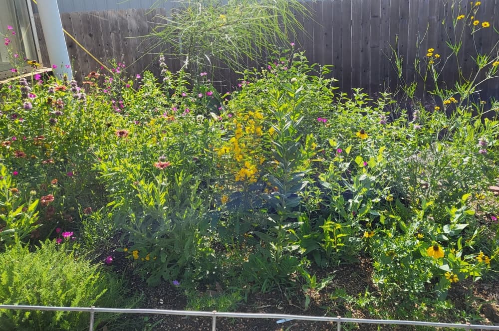 Community Gardens nursery manager talks eco-friendly landscaping in Bastrop County