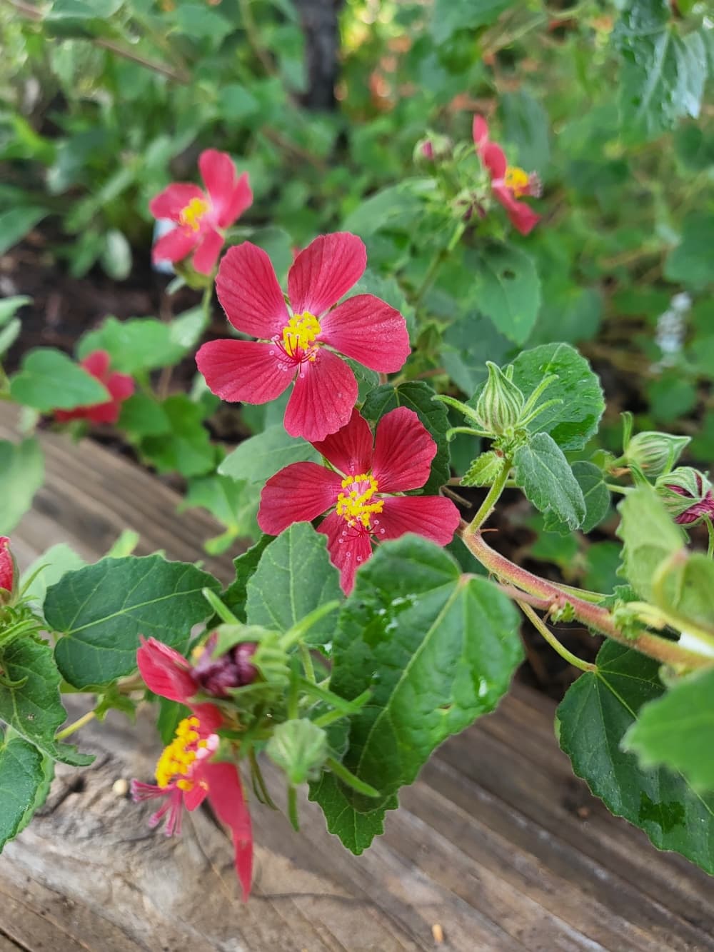 A red flower is shown.