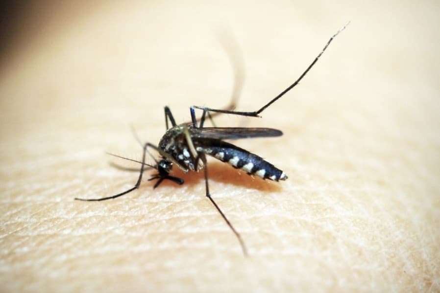 Mosquito trap sample tests positive for West Nile virus in Georgetown