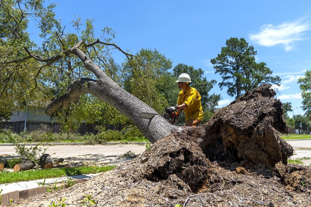 About 50% of Houston-area trees took hit from Beryl winds