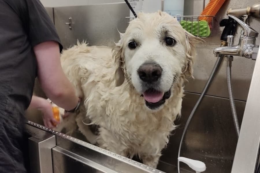 Salty Dawg Pet Salon brings dog grooming, pet-friendly baked goods to north Frisco