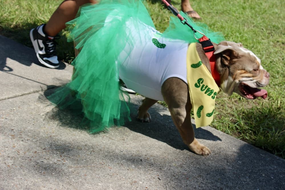 dog 