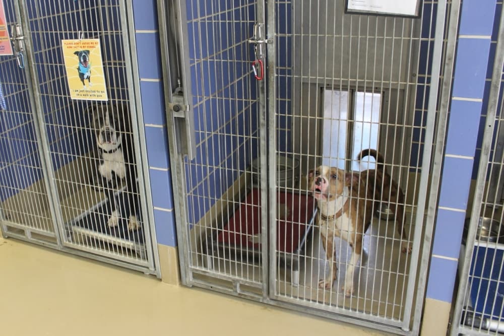 Austin Animal Services seeks community input for new strategic plan