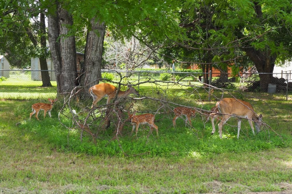 New Braunfels resumes enforcement of wildlife feeding prohibition