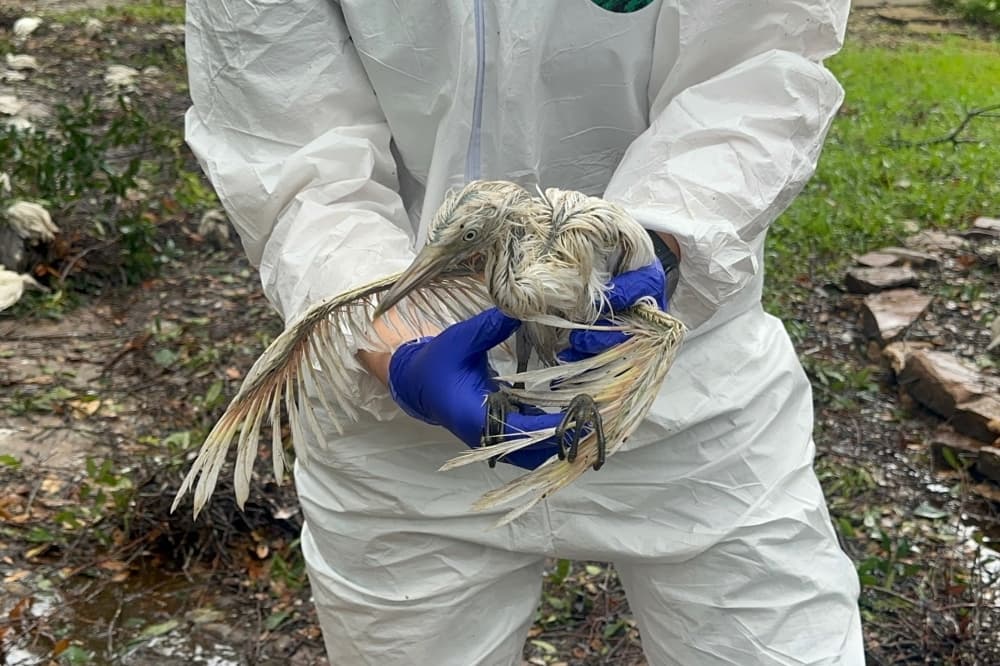 Wildlife rescues help displaced, injured animals after Hurricane Beryl