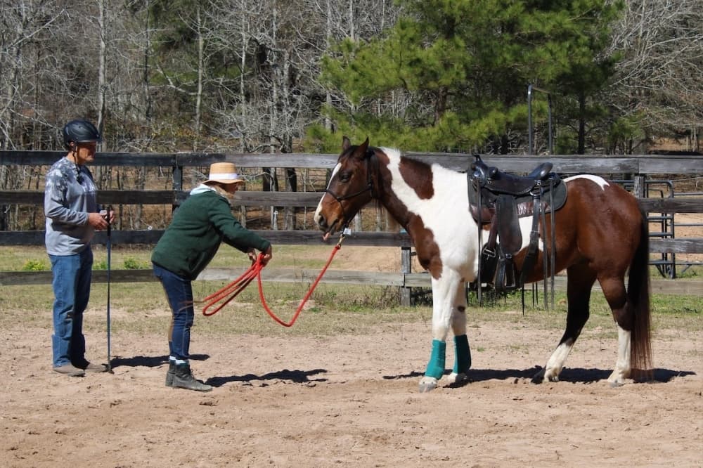 Equine nonprofit Henry’s Home announces leadership changes amid 10th anniversary