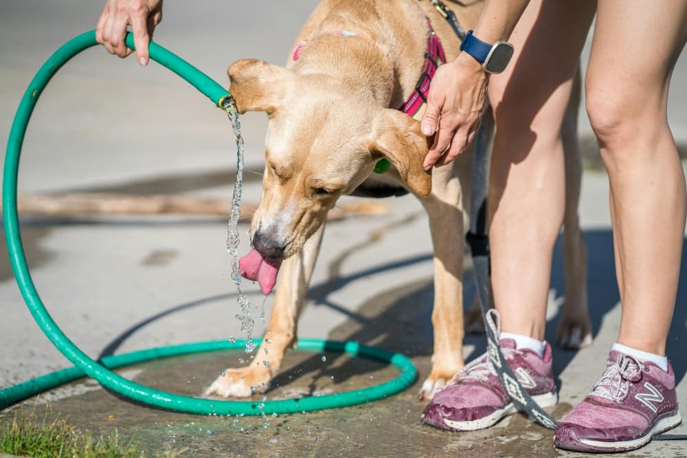 Tips and tricks to keep pets safe during upcoming extreme heat in Bastrop County