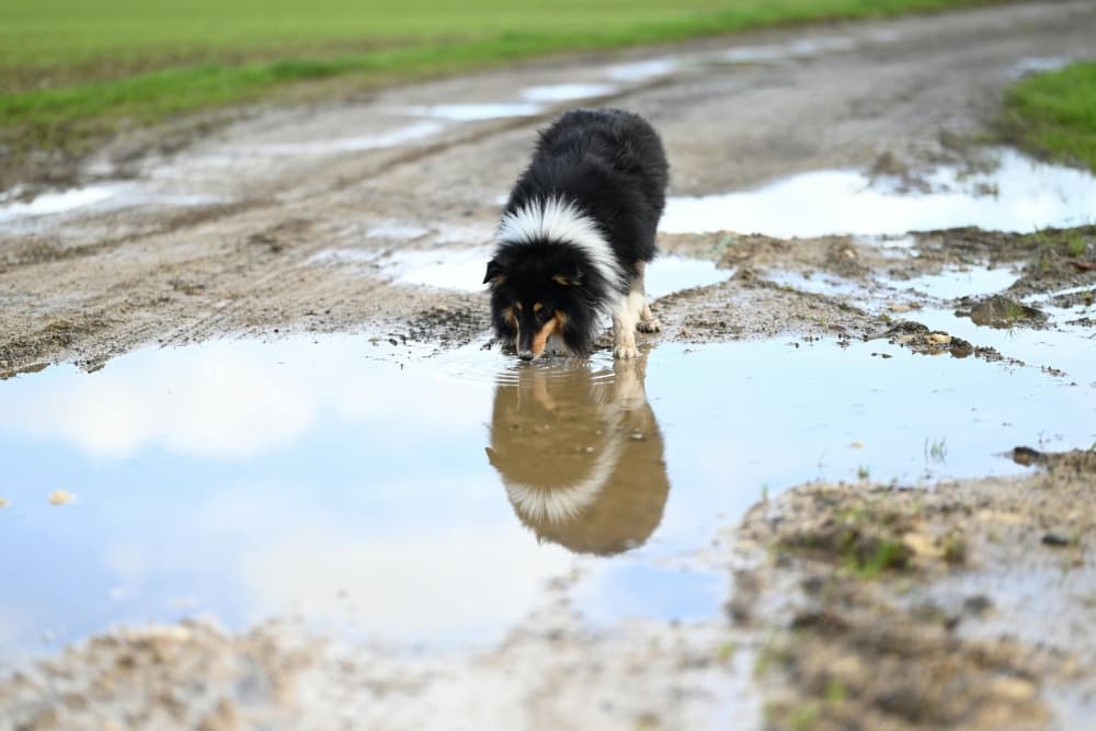 A dog drinks from a puddle outside.