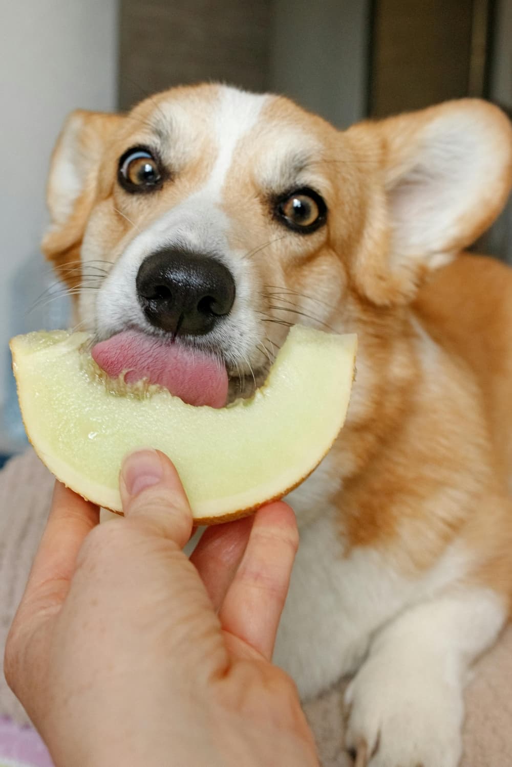 A dog eats a slice of melon.
