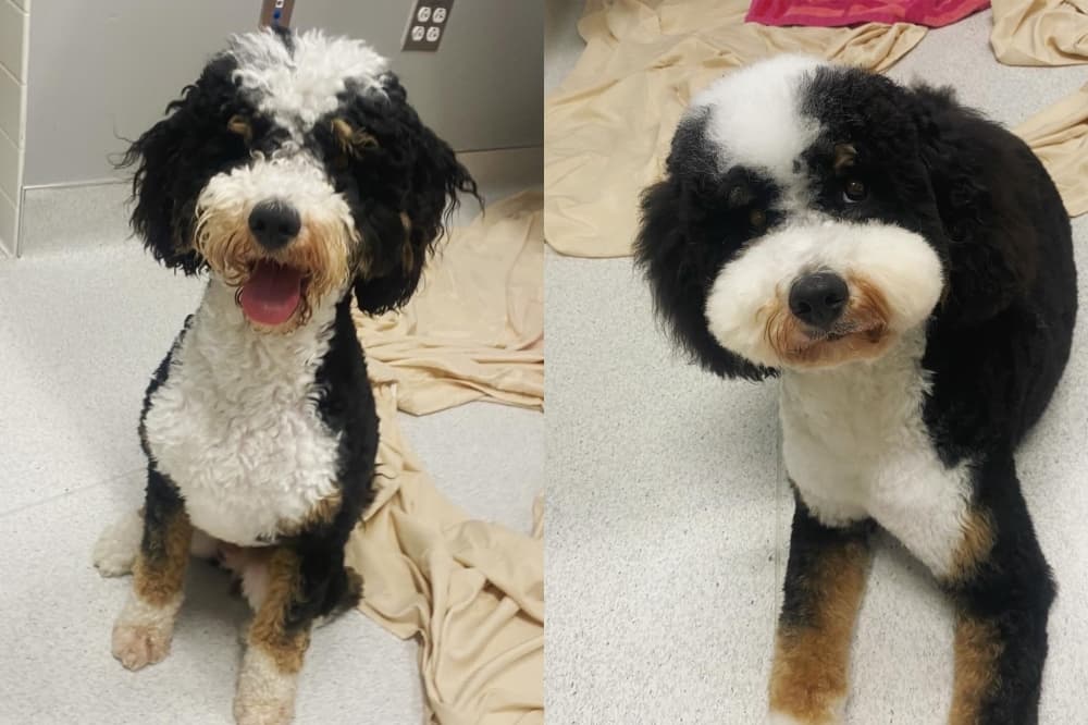 Hannah’s Home Call Grooming to open for business in Pflugerville
