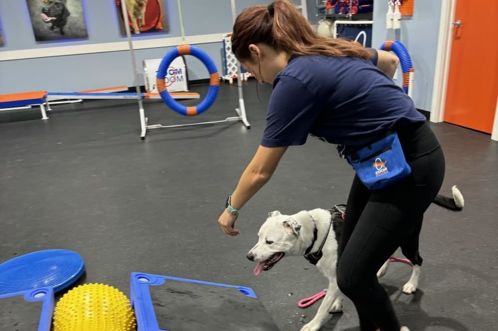 Zoom Room brings science-based dog training to Sugar Land