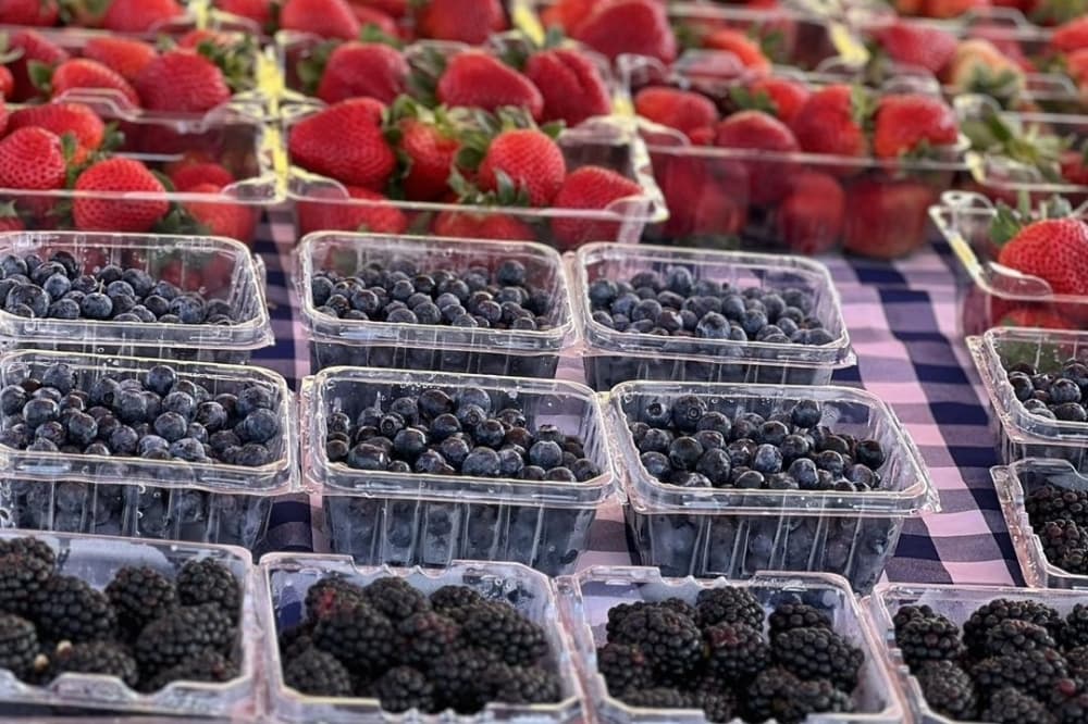 Melon & Berry Fest, Bullyproof Workshop: 8 Lake Houston-area events to attend this weekend, Aug. 2-4