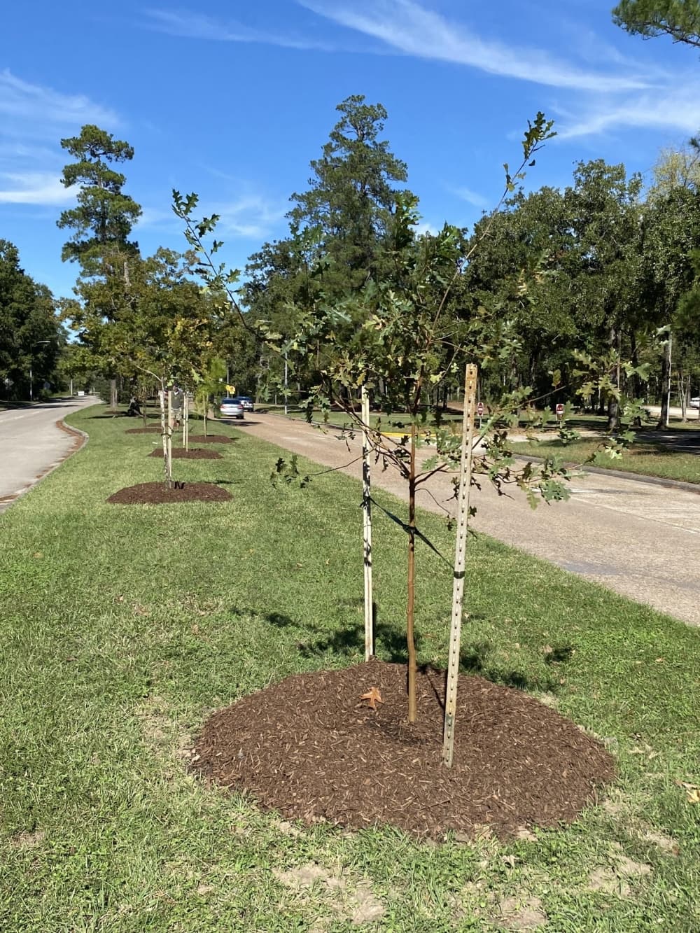 Since 2022, Trees for Kingwood has planted just under 2,000 trees. (Courtesy Trees for Kingwood)