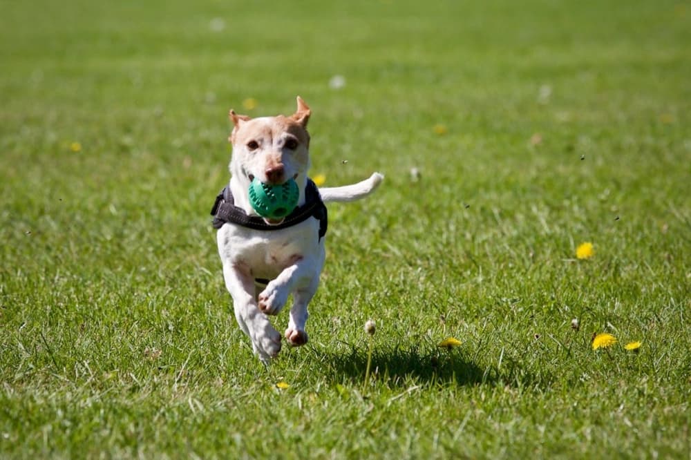 City of Manvel moves forward with new animal policy