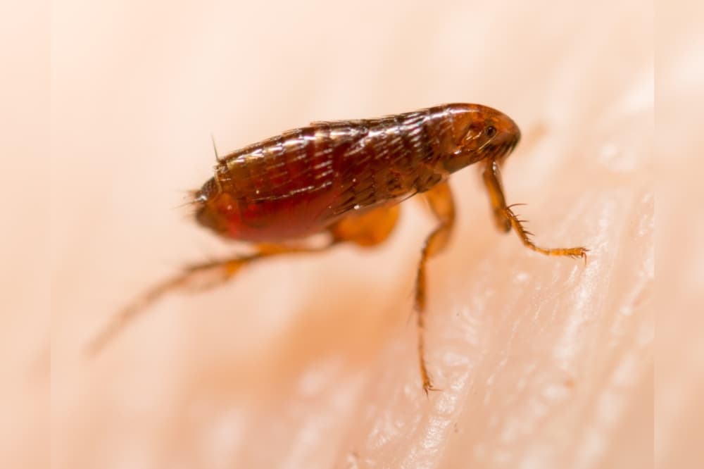 McKinney sees increase in flea-borne typhus cases; officials warn of symptoms