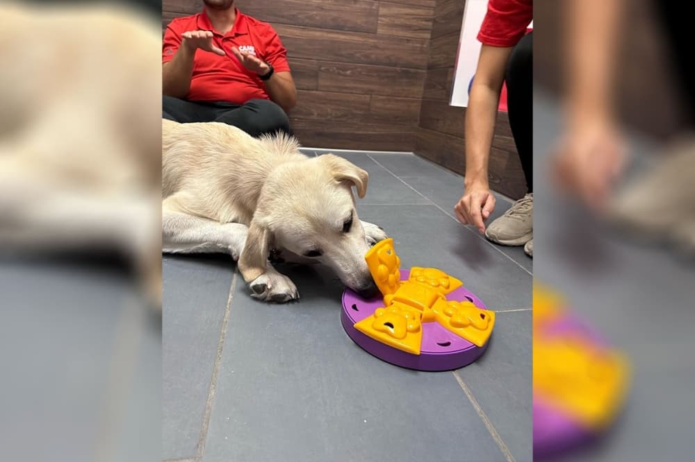 Doggie day care center Camp Bow Wow opens in Leander