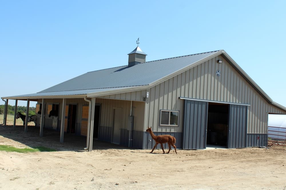 Horse and alpaca outside a barn. 