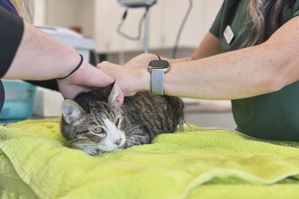 Celina Veterinary Hospital offers urgent care, diagnostic services for Celina pets