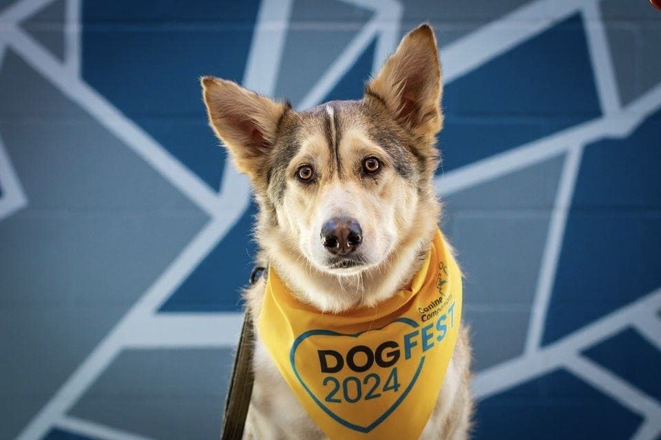 dog
