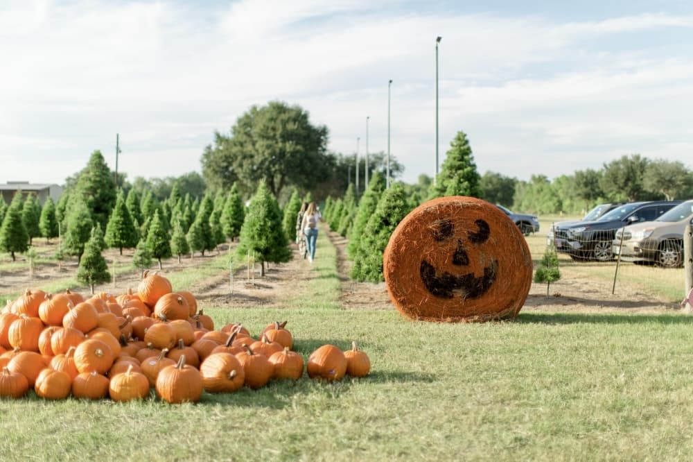 pumpkins