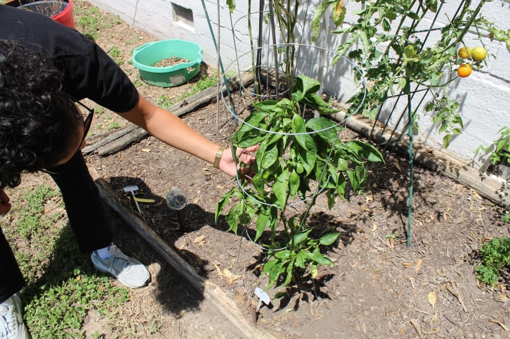 garden