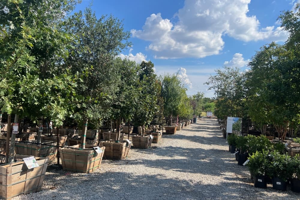 Moon Valley Nurseries offers plants at new McKinney location