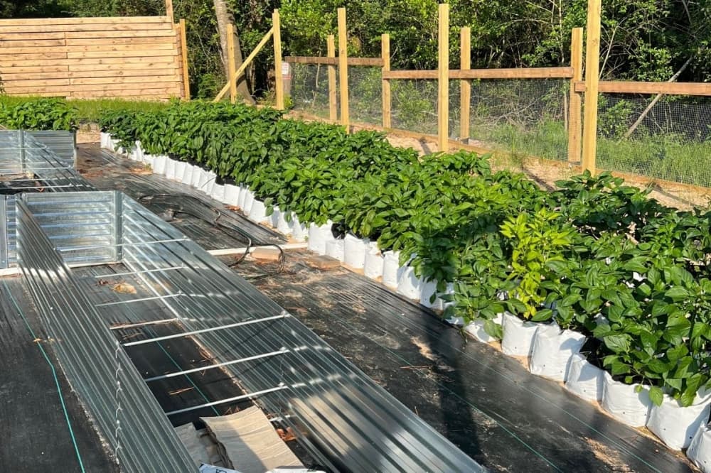 Sabra Farm buys produce from farmers to sell at their market while also growing their own microgreens. (Courtesy Sabra Farm)