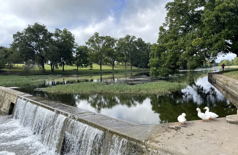 Three ducks walk near a river at a park.