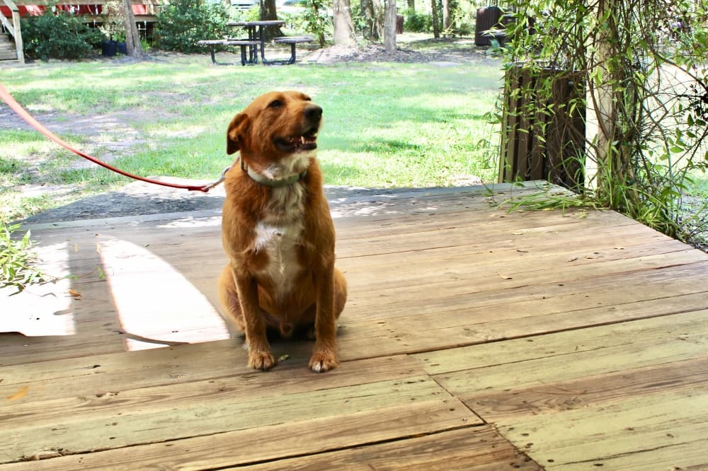 dog at beer garden 