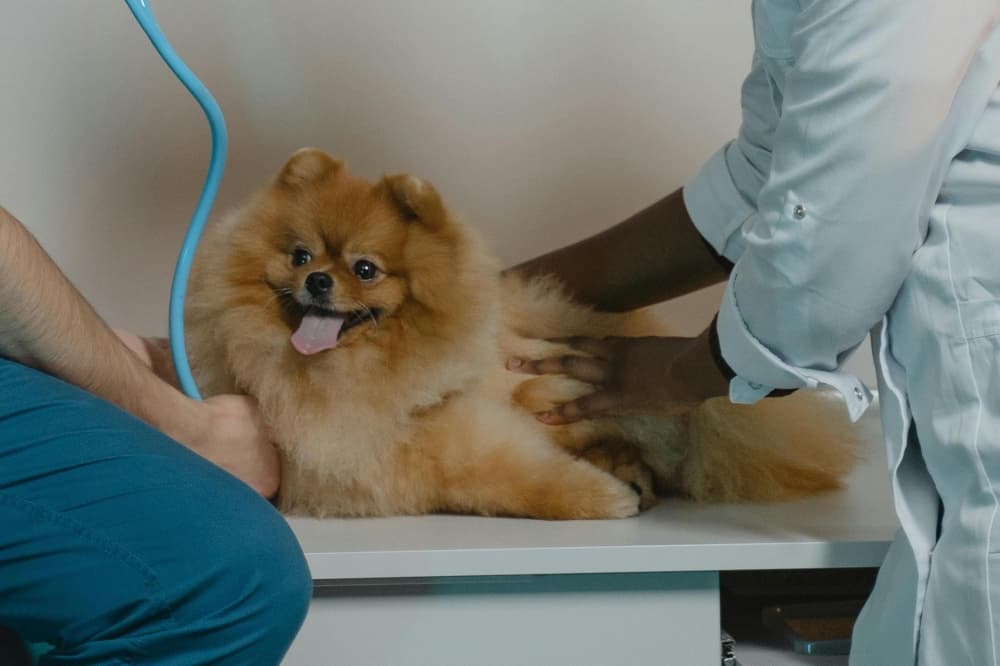 PetSmart Veterinary Services to open in Round Rock