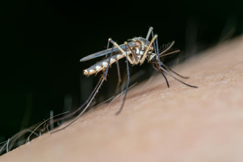 6th Frisco mosquito pool tests positive for West Nile