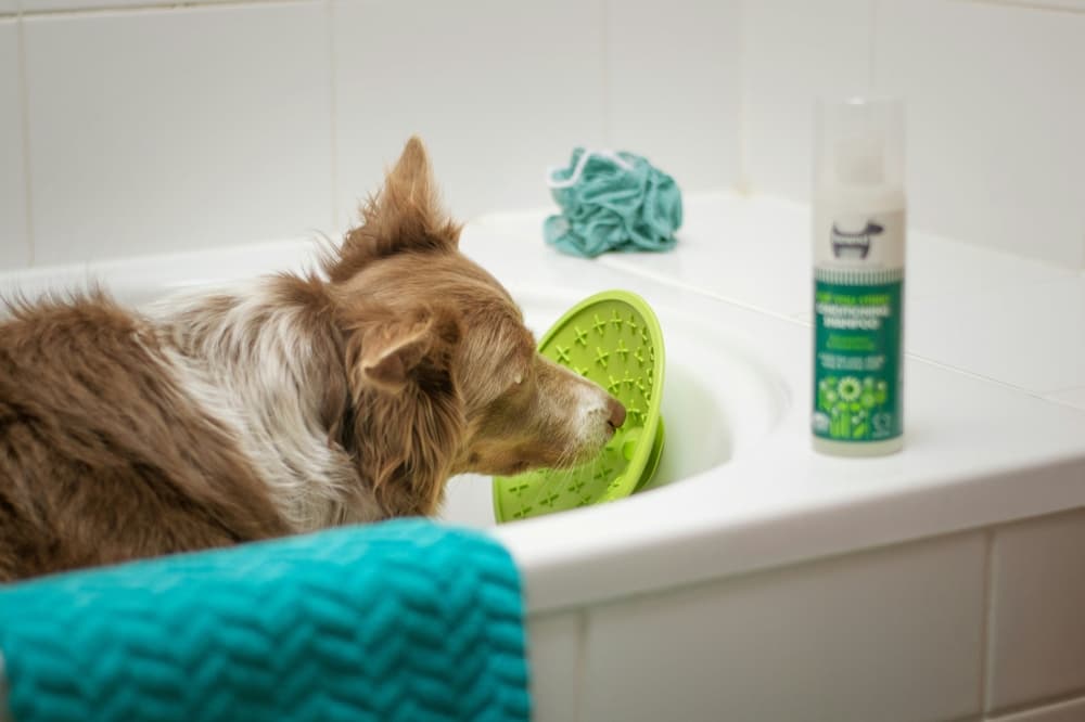 Hannah’s Home Call Grooming now taking appointments in Pflugerville