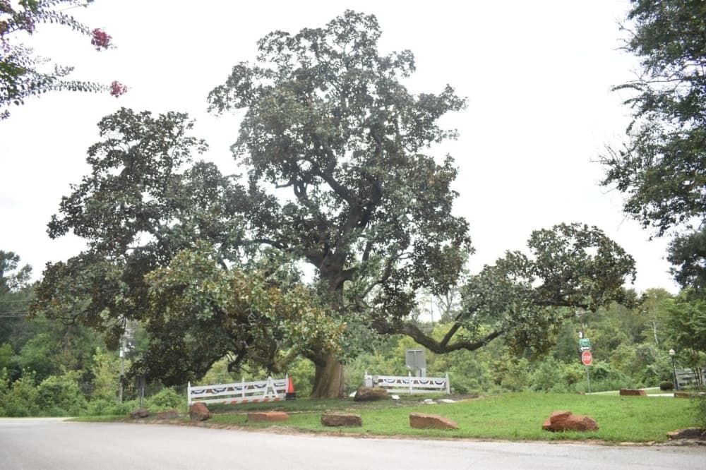 McDade Estates’ magnolia tree to be recognized by Texas Historic Tree Coalition
