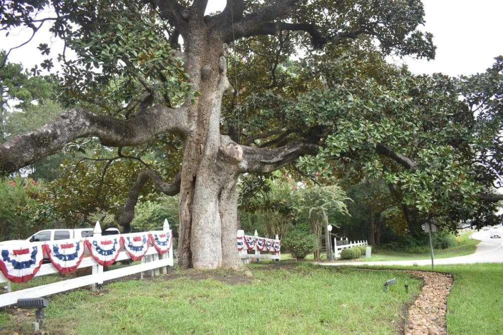 The magnolia tree, located near the entrace of McDade Estates in Conroe, is estimated to be over 150 years old. (Lizzy Spangler/Community Impact)